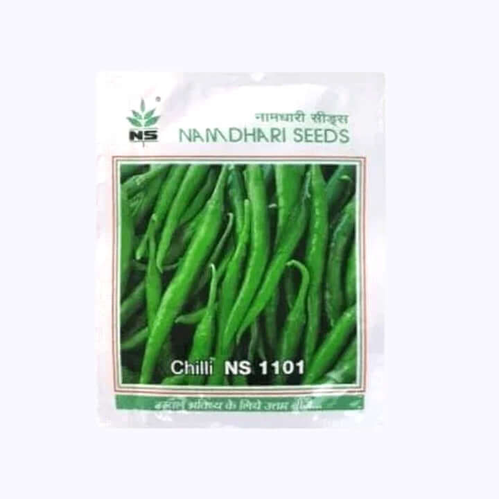 Ns 1101 Chilli Seeds - Namdhari 