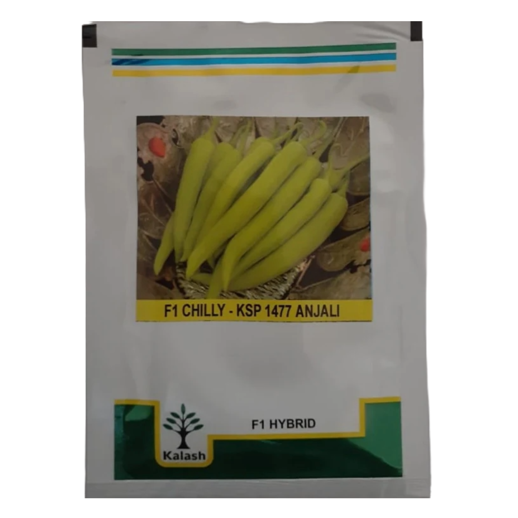 KSP 1477 Anjali Chilli Seeds - Kalash | F1 Hybrid | Buy at Best Price