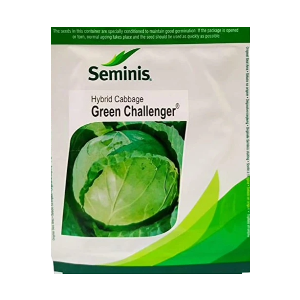 Green Challenger Cabbage Seeds - Seminis | F1 Hybrid | Buy Online Now