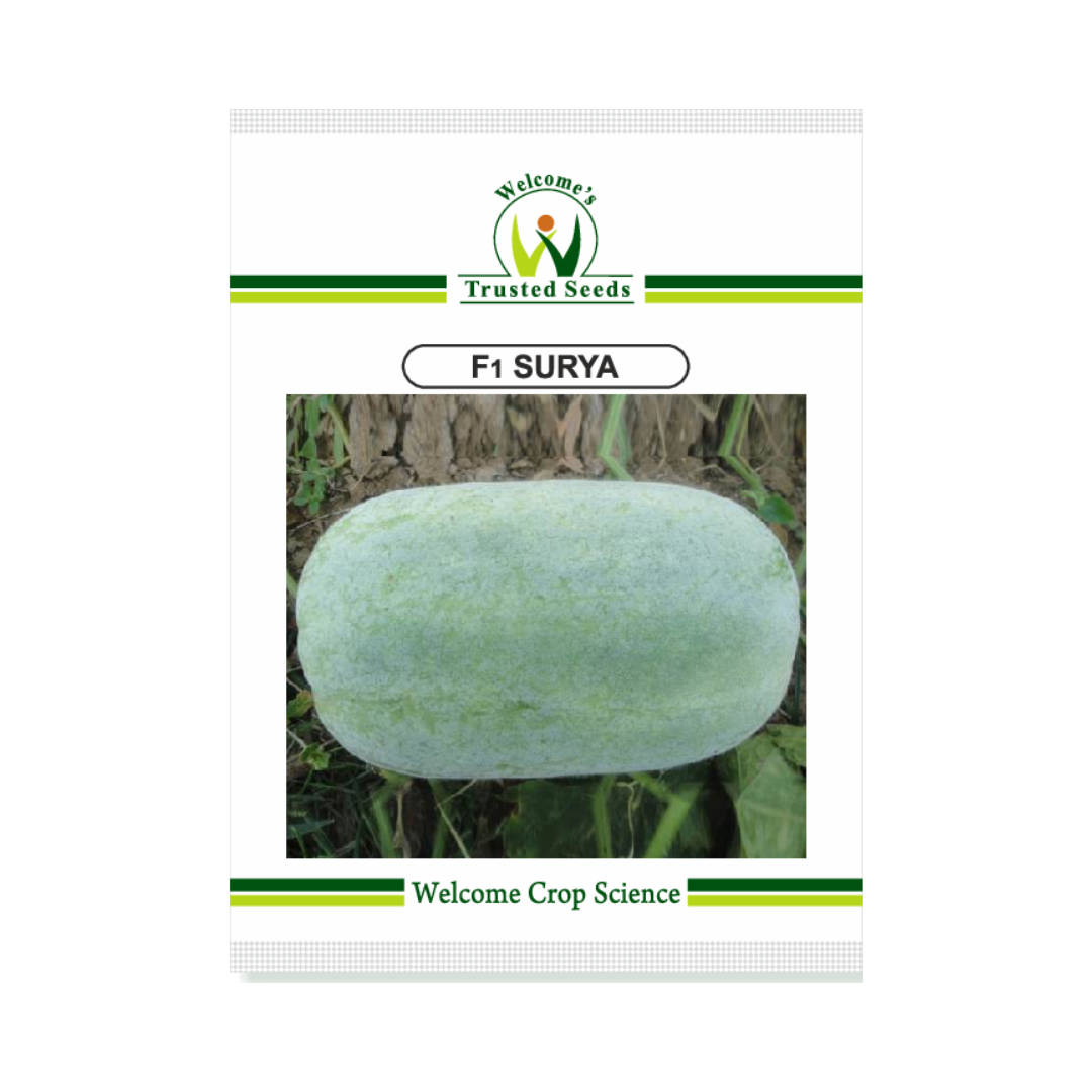 Surya Ash Gourd Seeds - Welcome Seeds | F1 Hybrid | Buy Online Now