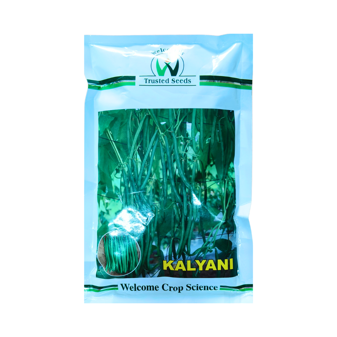 Kalyani French Beans Seeds - Welcome | Buy Online at Best Price