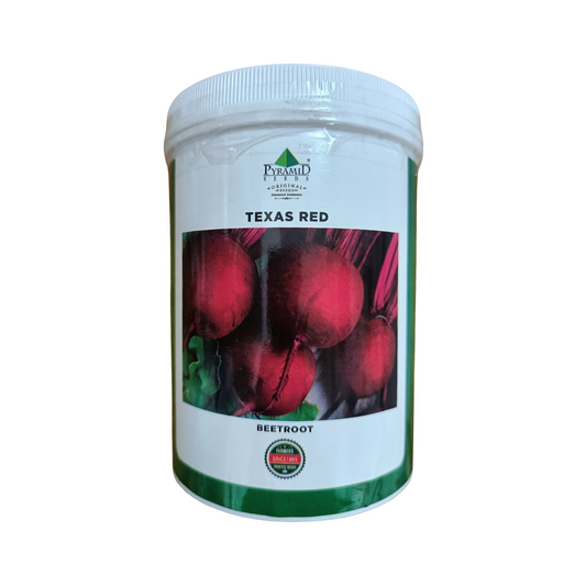 Texas Red Beetroot Seeds - Pyramid | F1 Hybrid | Buy Online Now