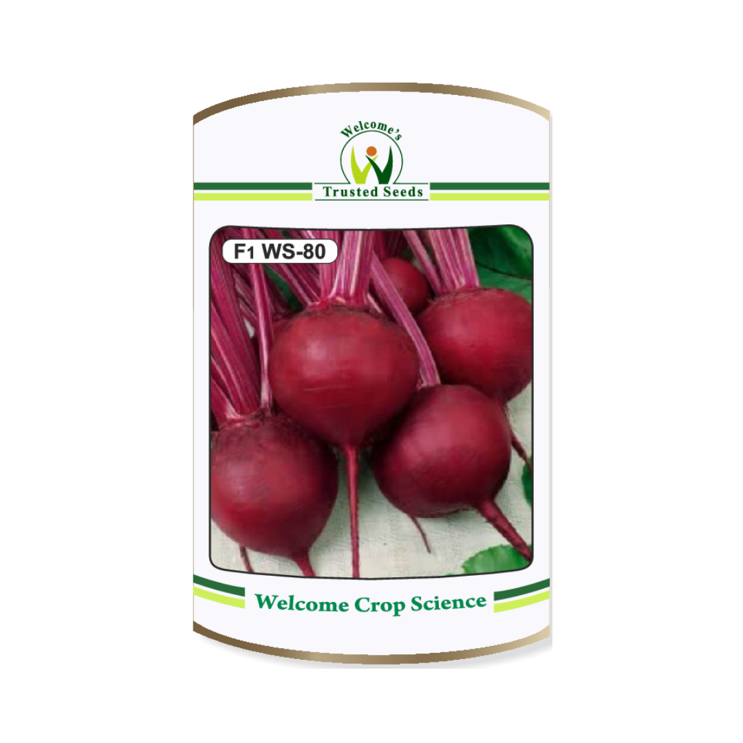 WS-80 Beetroot Seeds - Welcome Seeds | F1 Hybrid | Buy Online Now