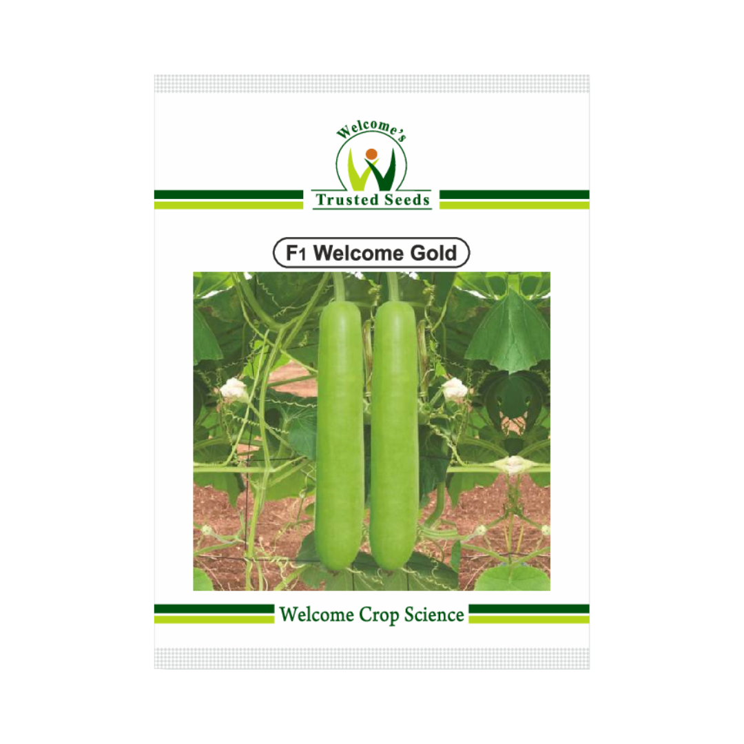 Welcome Gold Bottle Gourd Seeds | F1 Hybrid | Buy Online at Best Price