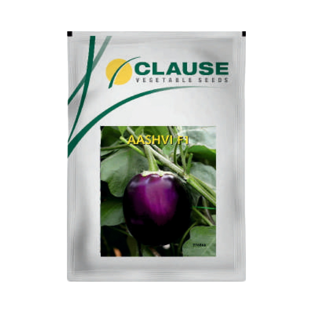 Aashvi Brinjal Seeds - HM Clause| F1 Hybrid | Buy Online - DesiKheti