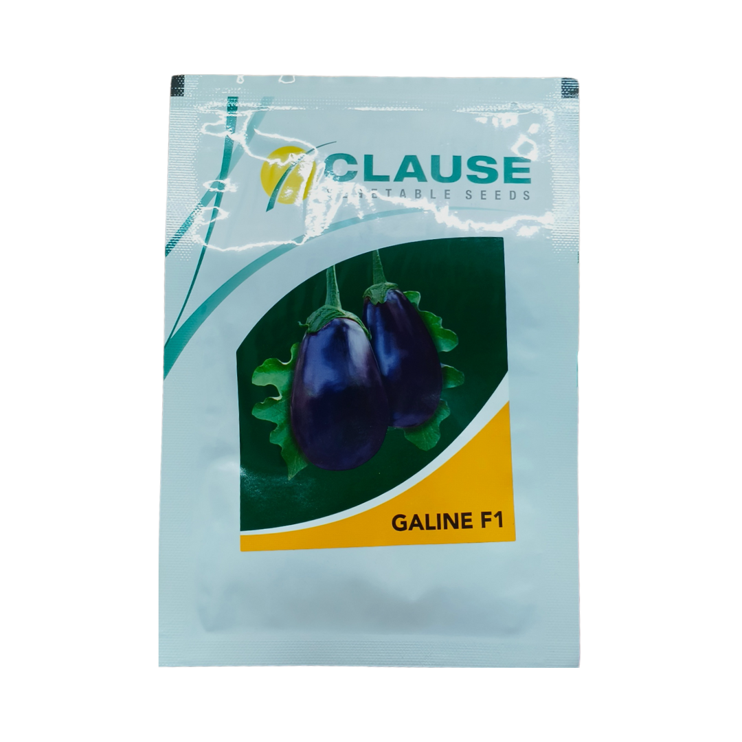 Galine Brinjal Seeds - HM Clause | F1 Hybrid | Buy Online Now