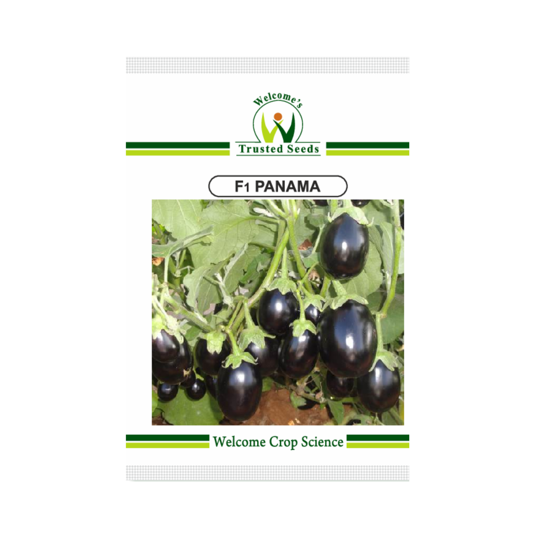 Panama Brinjal Seeds - Welcome | F1 Hybrid | Buy Online at Best Price