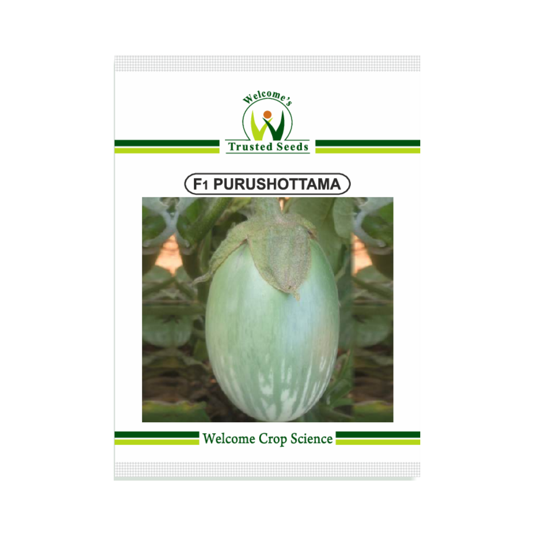 Purushottama Brinjal Seeds - Welcome | F1 Hybrid | Buy Online Now