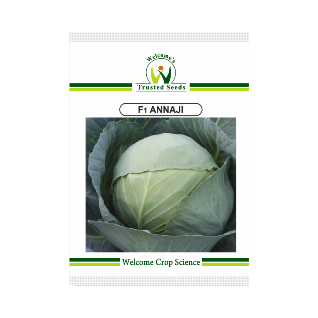 Annaji Cabbage Seeds - Welcome | F1 Hybrid | Buy Online Now