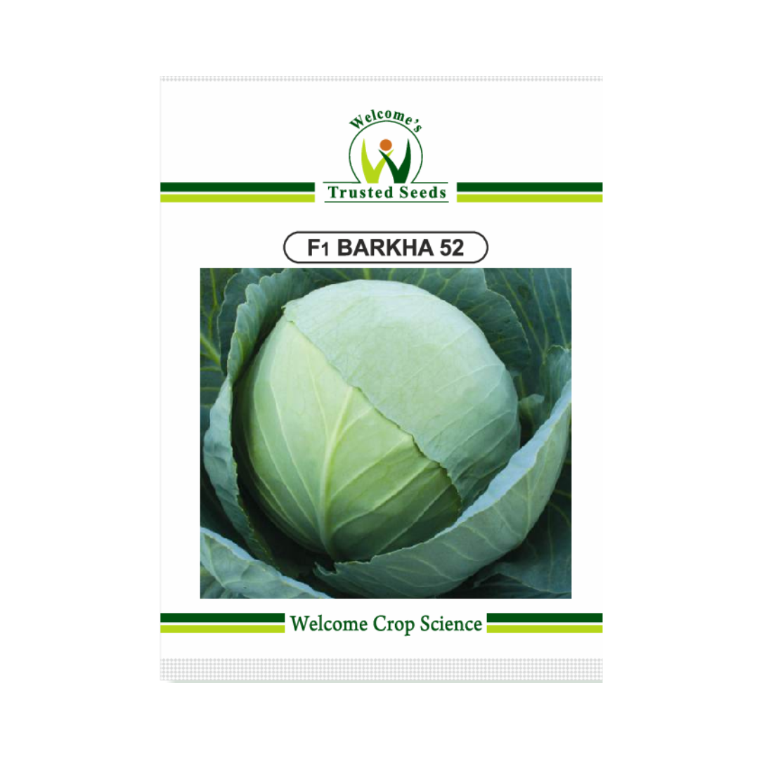 Barkha-52 Cabbage Seeds - Welcome | F1 Hybrid | Buy Online Now