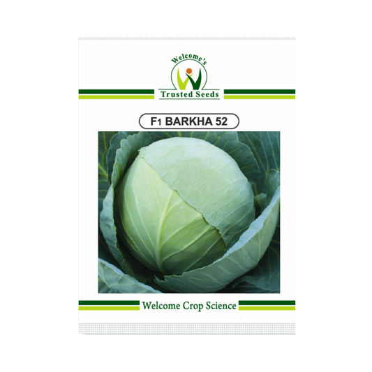 Barkha-52 Cabbage Seeds - Welcome | F1 Hybrid | Buy Online Now