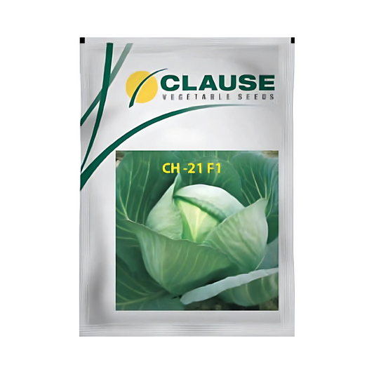 CH-21 Cabbage Seeds - HM Clause| F1 Hybrid | Buy Online - DesiKheti