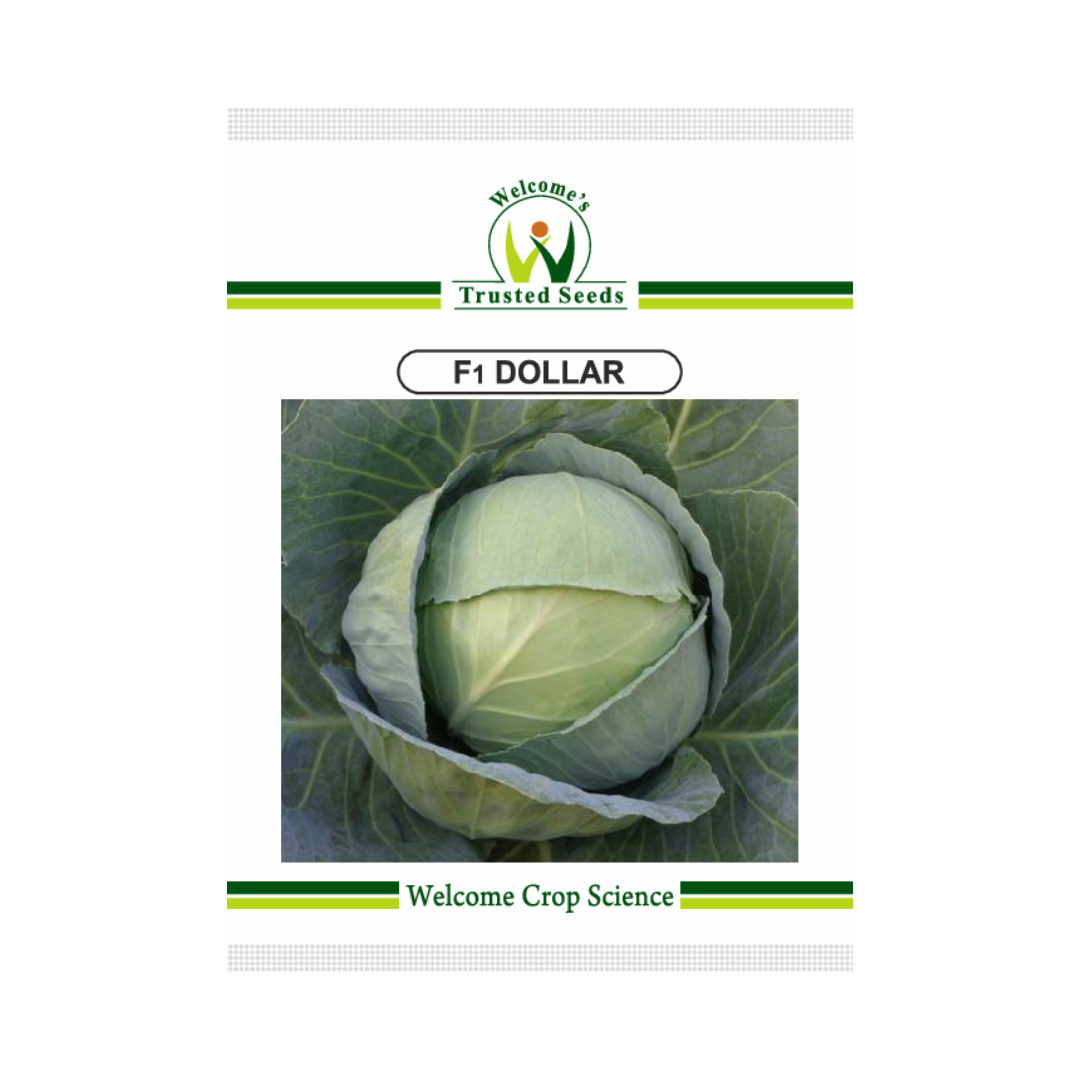 Dollar Cabbage Seeds - Welcome | F1 Hybrid | Buy Online at Best Price