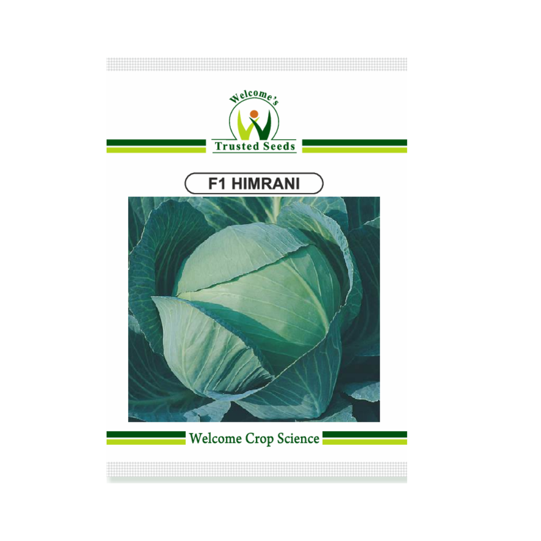 Himrani Cabbage Seeds - Welcome | F1 Hybrid | Buy Online Now