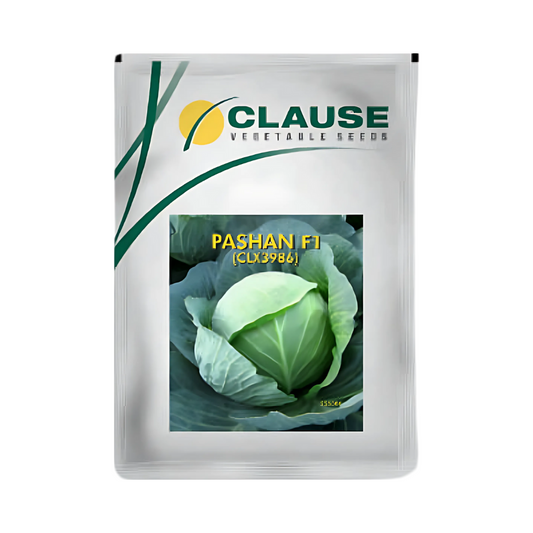 Pashan Cabbage Seeds - HM Clause| F1 Hybrid | Buy Online - DesiKheti