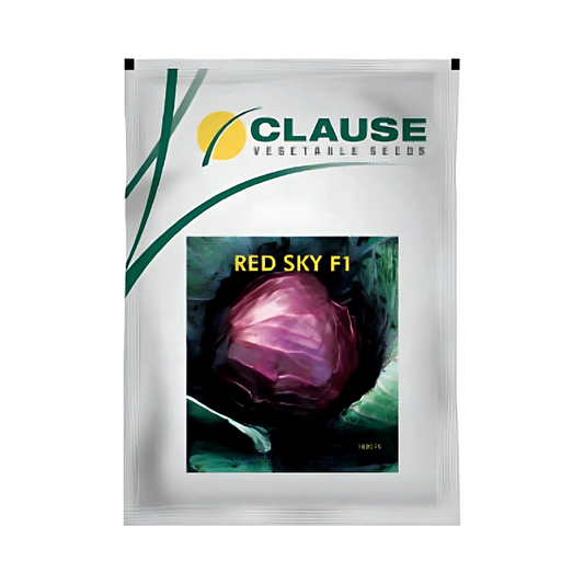 Red Sky Cabbage Seeds - HM Clause| F1 Hybrid | Buy Online - DesiKheti