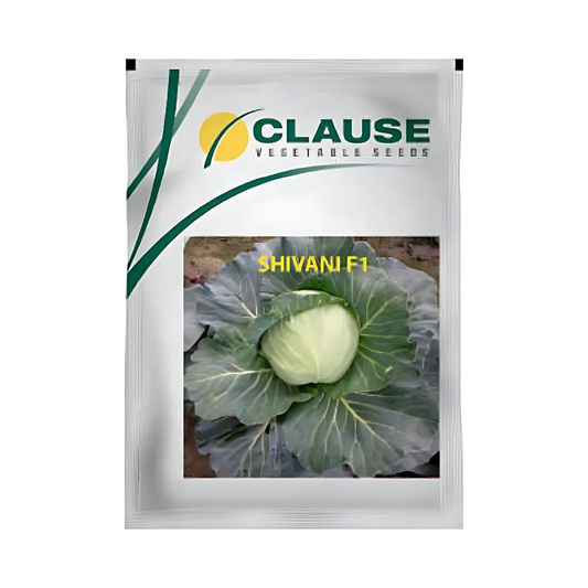 Shivani Cabbage Seeds - HM Clause| F1 Hybrid | Buy Online - DesiKheti