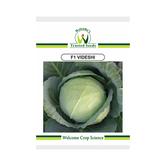 Videshi Cabbage Seeds - Welcome | F1 Hybrid | Buy Online at Best Price