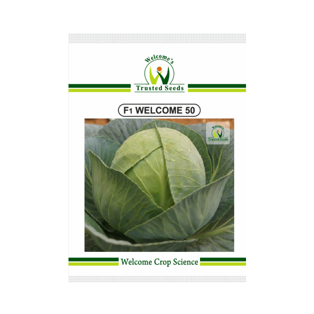 Welcome 50 Cabbage Seeds - Welcome | F1 Hybrid | Buy Online Now