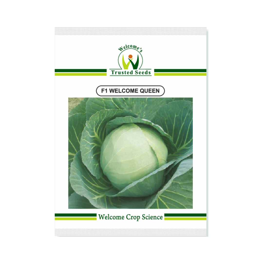 Welcome Queen Cabbage Seeds - Welcome | F1 Hybrid | Buy Online Now