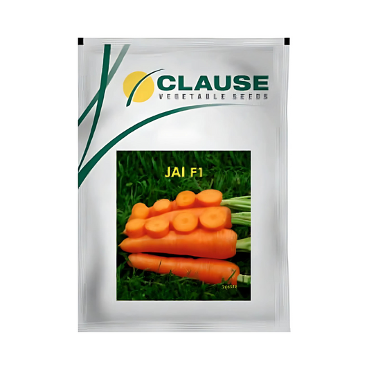 Jai Carrot Seeds - HM Clause | F1 Hybrid | Buy Online Now - DesiKheti