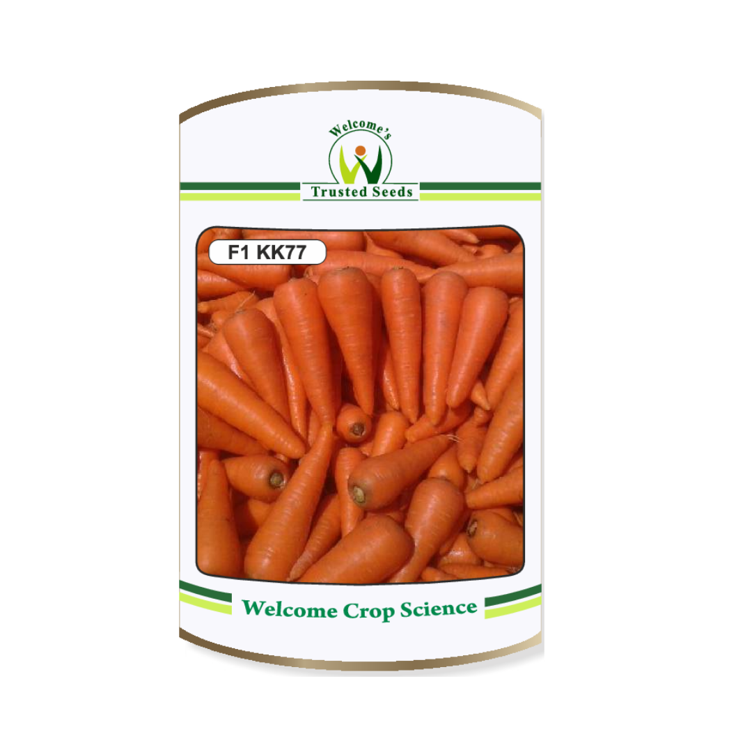 KK 77 Carrot Seeds - Nunhems | F1 Hybrid | Buy Online Now - DesiKheti