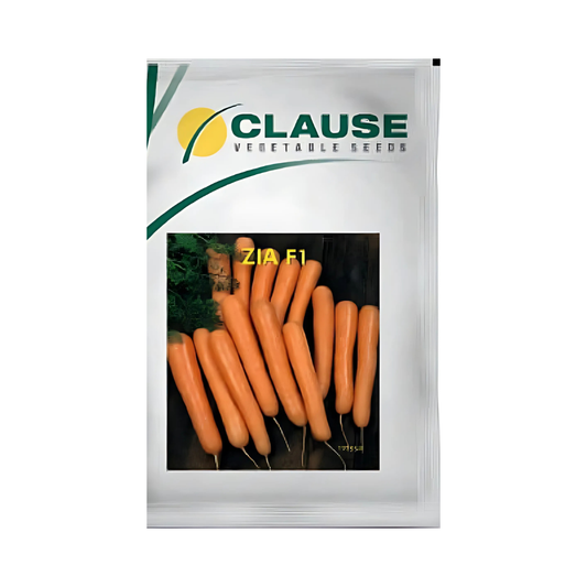 Zia Carrot Seeds - HM Clause | F1 Hybrid | Buy Online Now - Desikheti