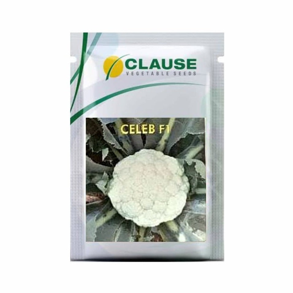 Celeb Cauliflower Seeds - HM clause | F1 Hybrid | Buy Online Now