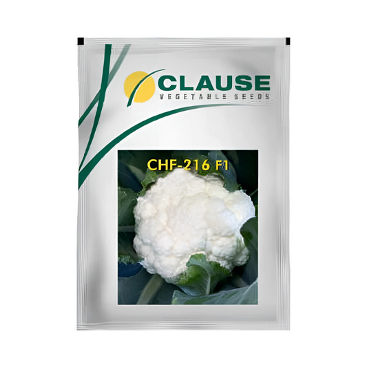 CHF-216 Cauliflower Seeds - HM Clause | F1 Hybrid | Buy Online Now