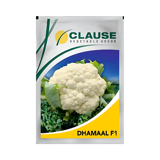 Dhamaal Cauliflower Seeds