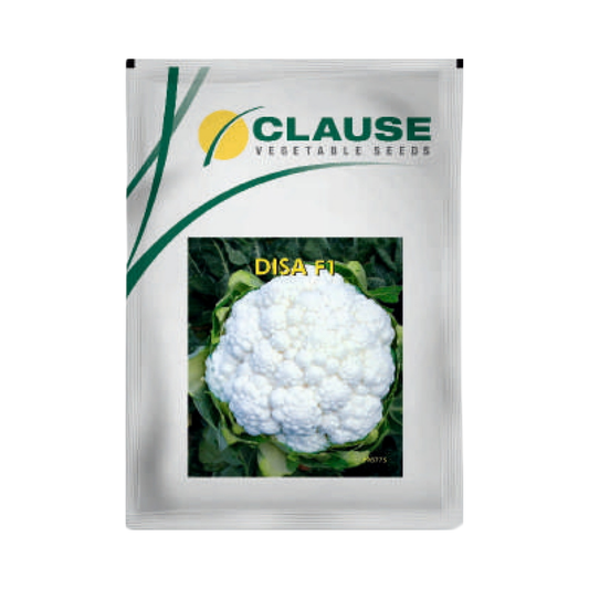 Disa Cauliflower Seeds - HM Clause | F1 Hybrid | Buy Online Now