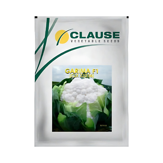 Garima Cauliflower Seeds - HM Clause | F1 Hybrid | Buy Online Now