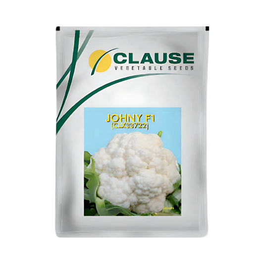 Johny Cauliflower Seeds - HM Clause | F1 Hybrid | Buy Online Now