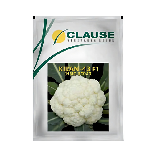 Kiran-43 Cauliflower Seeds - HM Clause | F1 Hybrid | Buy Online Now