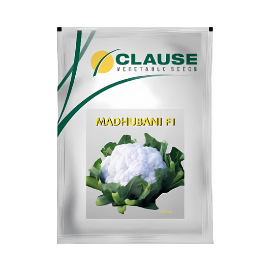 Madhubani Cauliflower Seeds - HM Clause | F1 Hybrid | Buy Online Now