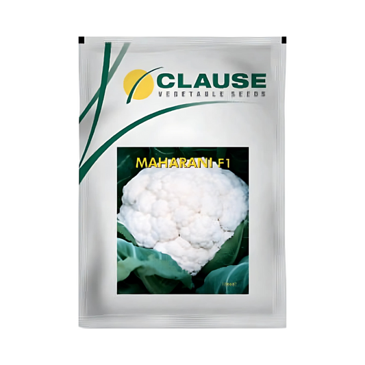 Maharani Cauliflower Seeds - HM Clause | F1 Hybrid | Buy Online Now