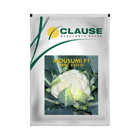 Mousumi Cauliflower Seeds - HM Clause | F1 Hybrid | Buy Online Now