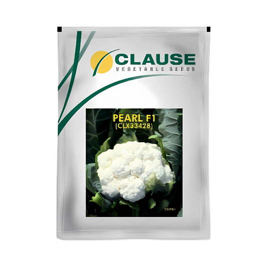 Pearl Cauliflower Seeds - HM Clause | F1 Hybrid | Buy Online Now