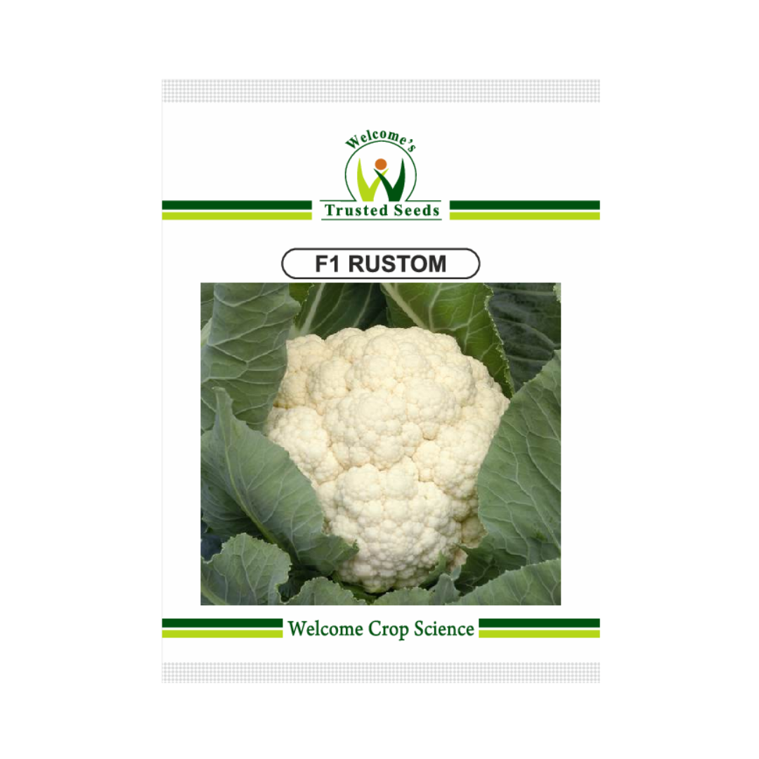 Rustom Cauliflower Seeds - Welcome | Buy Online at Best Price