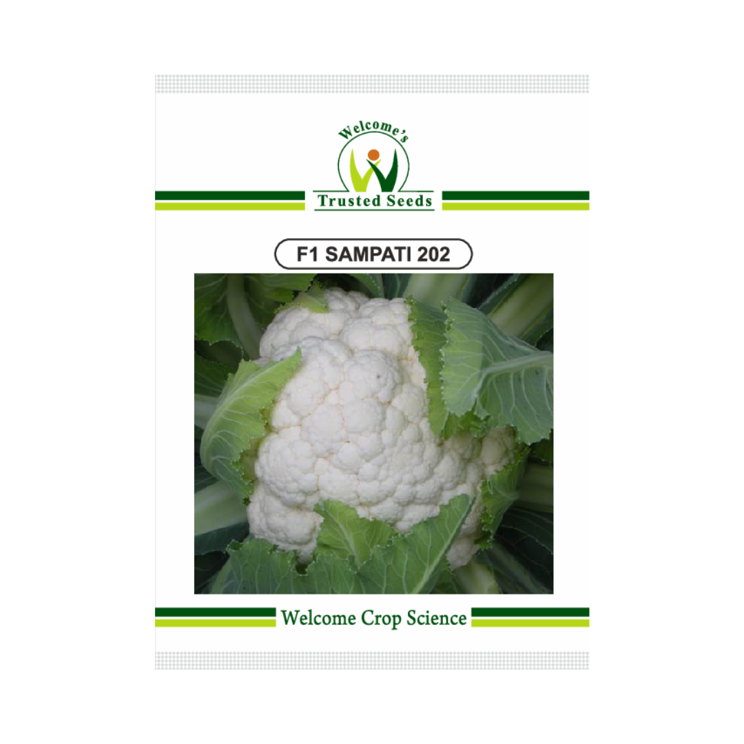 Sampati - 202 Cauliflower Seeds - Welcome | Buy Online at Best Price