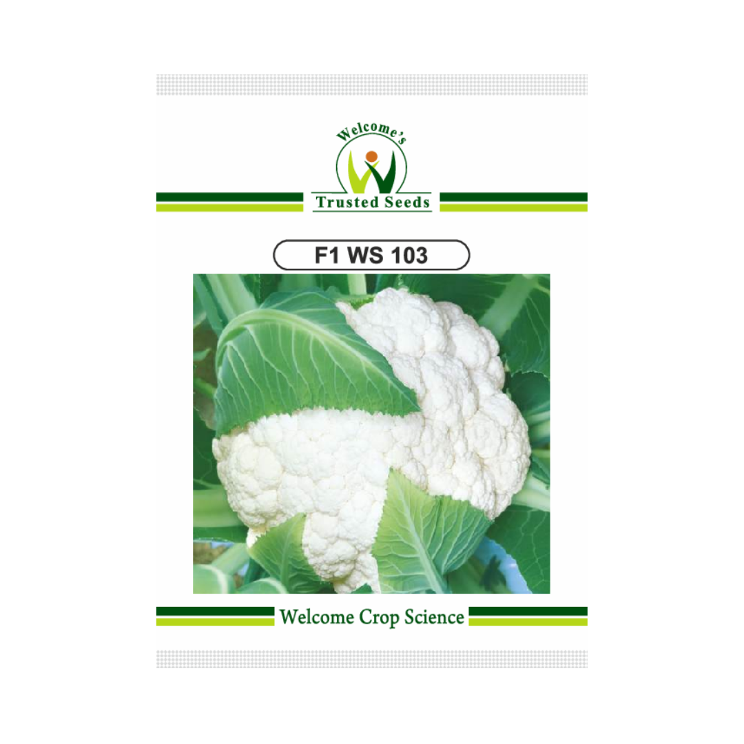 WS 103 Cauliflower Seeds - Welcome | Buy Online at Best Price