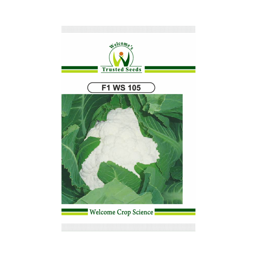 WS 105 Cauliflower Seeds - Welcome | Buy Online at Best Price