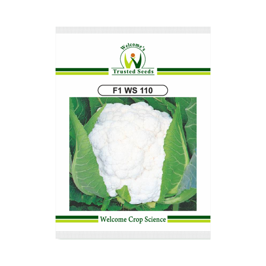 WS 110 Cauliflower Seeds - Welcome | Buy Online at Best Price