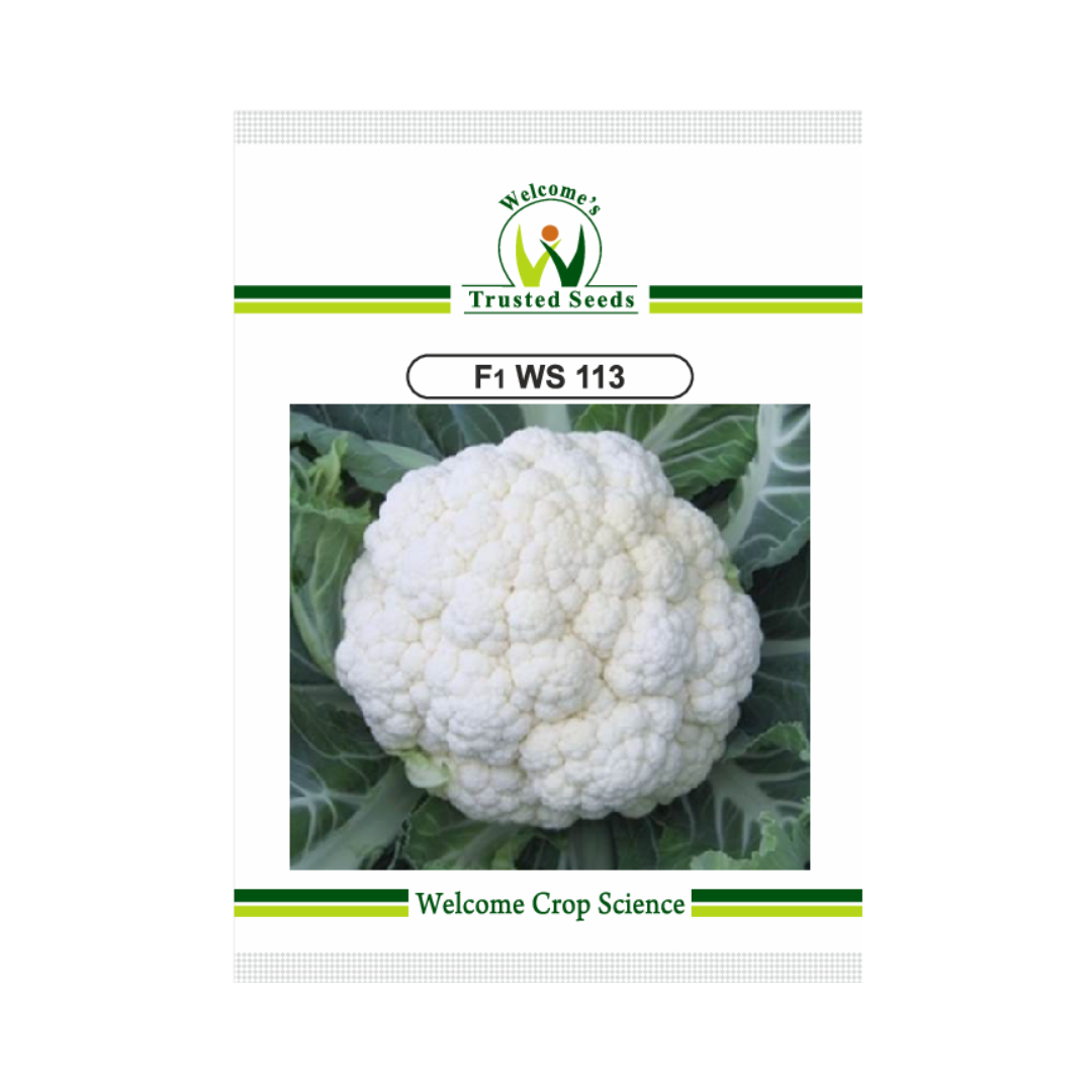 WS 113 Cauliflower Seeds - Welcome | Buy Online at Best Price