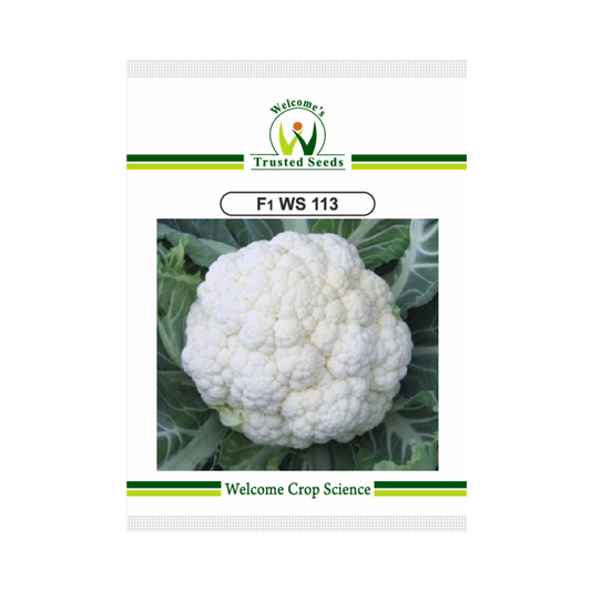 WS 113 Cauliflower Seeds - Welcome | Buy Online at Best Price