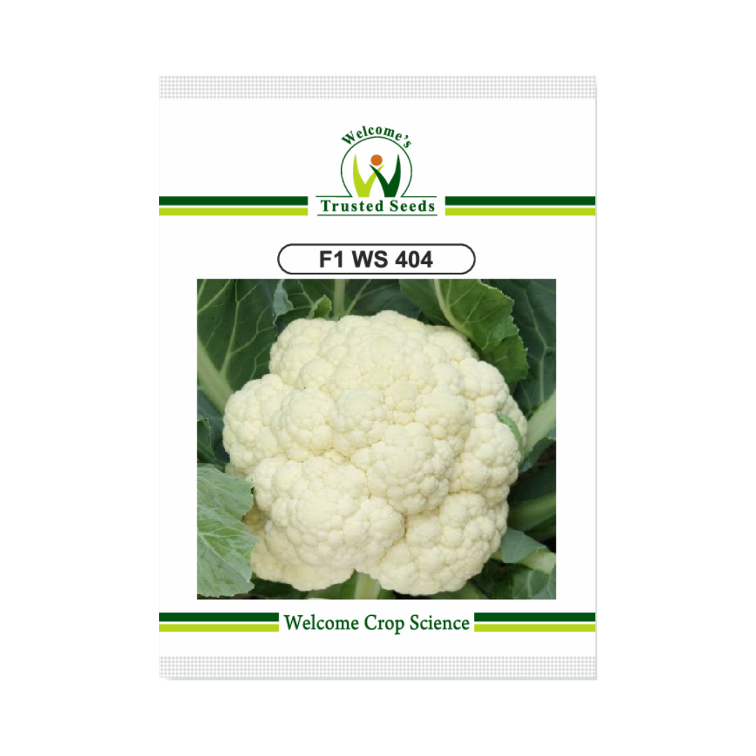 WS 404 Cauliflower Seeds - Welcome | Buy Online at Best Price