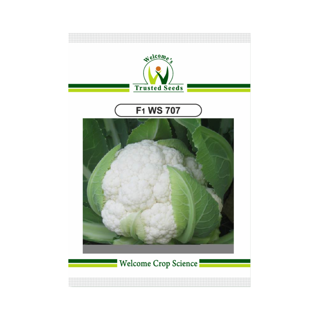 WS 707 Cauliflower Seeds - Welcome | Buy Online at Best Price