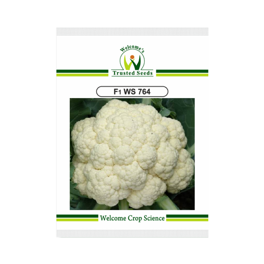 WS 764 Cauliflower Seeds - Welcome | Buy Online at Best Price