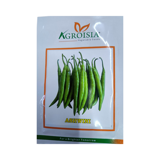 Ashwini Chilli Seeds - Agroisia | F1 Hybrid | Buy Online Now