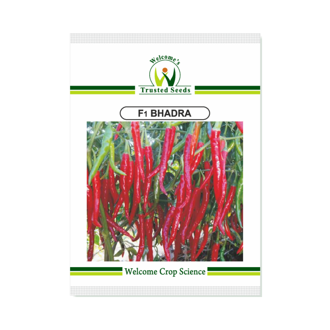 Bhadra Chilli Seeds - Welcome | F1 Hybrid | Buy Online - DesiKheti